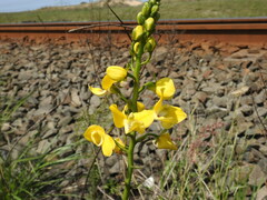 Eulophia speciosa