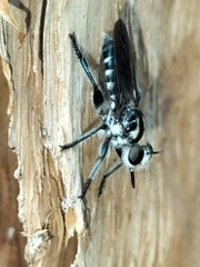 Laphriini