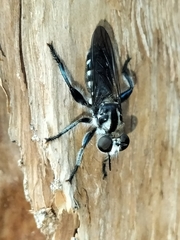 Laphriini