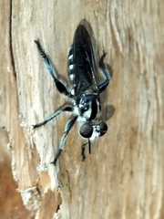 Laphriini