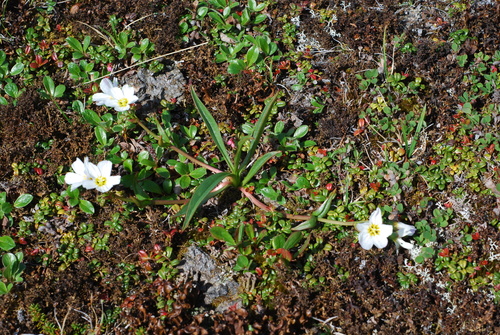 Image of Siberian Narrow-Leaved Claytonia (Claytonia acutifolia) by no rights reserved