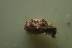 Anthribidae