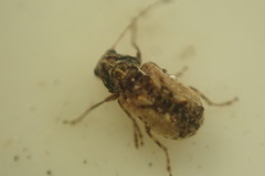 Anthribidae