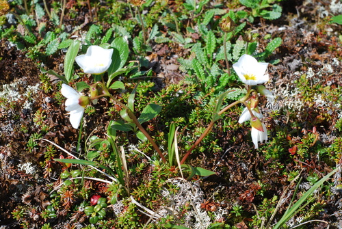 Image of Siberian Narrow-Leaved Claytonia (Claytonia acutifolia) by no rights reserved