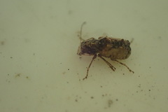 Anthribidae