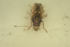 Anthribidae