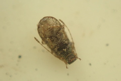 Anthribidae