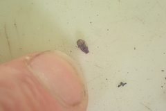 Anthribidae