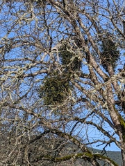 Phoradendron villosum