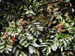 Aphanamixis polystachya