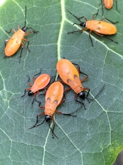 Dysdercus decussatus