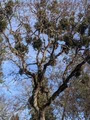 Phoradendron villosum