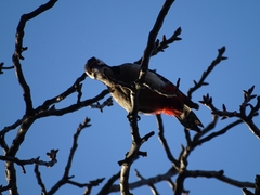 Dendrocopos major