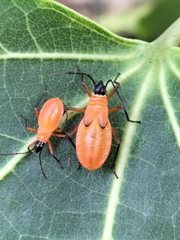 Dysdercus decussatus