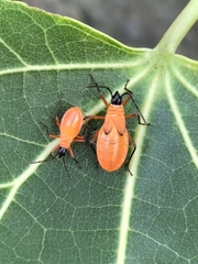 Dysdercus decussatus