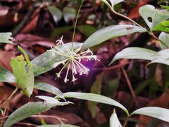 Dracaena surculosa