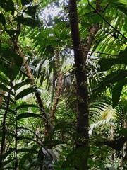 Ficus fistulosa