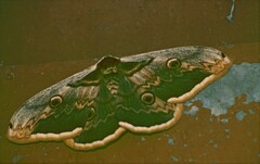 Saturnia pyri