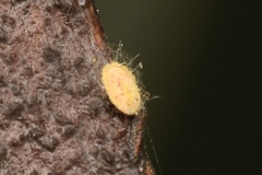 Monophlebidae
