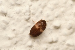 Attagenus fasciatus