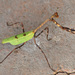 Texas Unicorn Mantis - Photo (c) Jerry Oldenettel, some rights reserved (CC BY-NC-SA)
