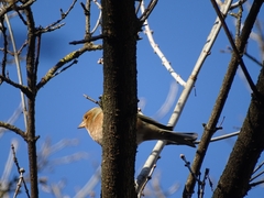 Fringilla coelebs