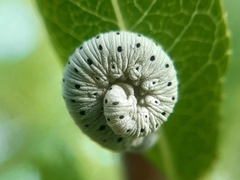 Cimbex quadrimaculatus