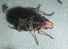 Gymnognathus