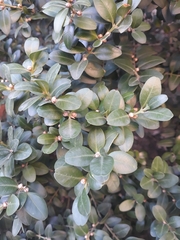 Buxus