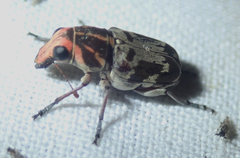 Gymnognathus