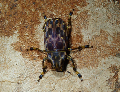 Euparius