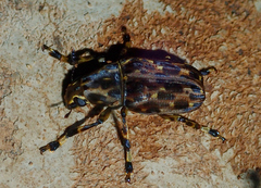 Euparius