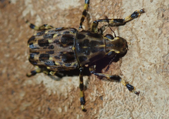 Euparius