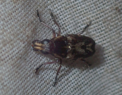 Gymnognathus