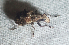 Goniocloeus