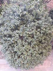 Buxus