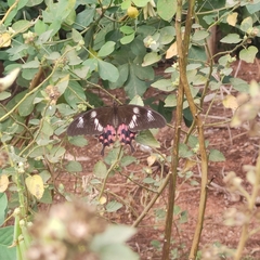 Papilio polytes
