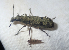 Ptychoderes viridanus