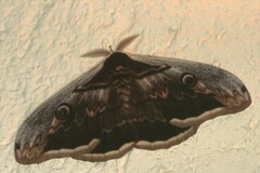 Saturnia pyri
