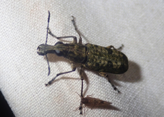 Ptychoderes viridanus