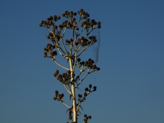 Eryngium horridum