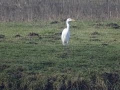Ardea alba