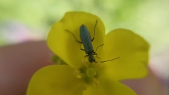 Oedemeridae