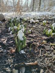 Galanthus