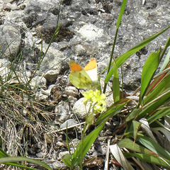 Anthocharis euphenoides