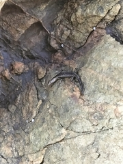 Cryptoblepharus litoralis