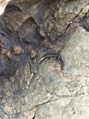 Cryptoblepharus litoralis