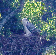 Stephanoaetus coronatus
