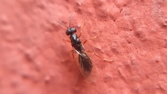 Chalcidoidea