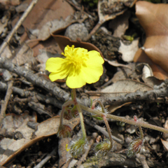 Helianthemum oelandicum